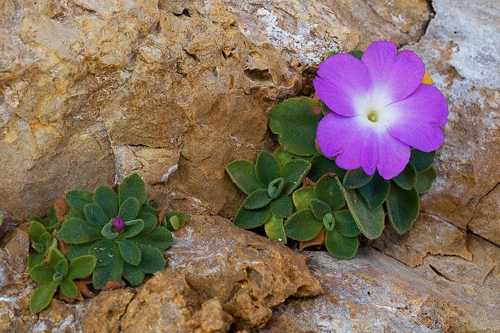 Primula allionii, di Allioni, primula rara, fiori di montagna